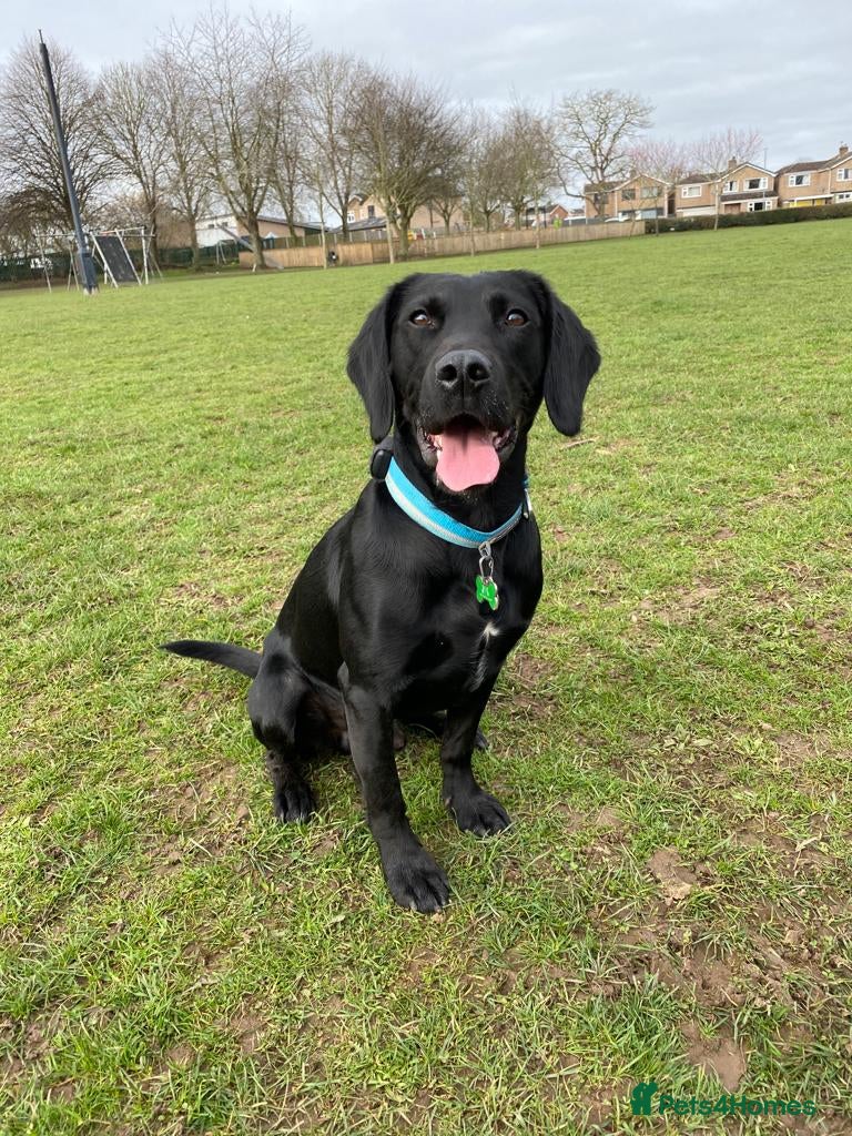 Springador dogs Proven Springador Stud - Advert 6