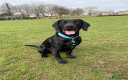 Springador dogs for stud: Proven Springador Stud - Image 1