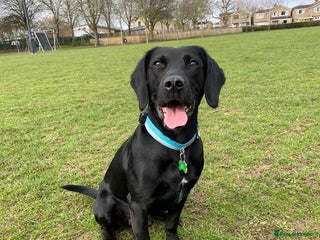 Springador dogs for stud - Advert 1