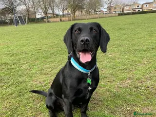 Springador dogs Proven Springador Stud - Advert 17