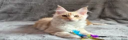 Maine Coon cats for sale: 🌟Ready now🏡 XL GCCF Registered Maine Coon kitten - Advert 12