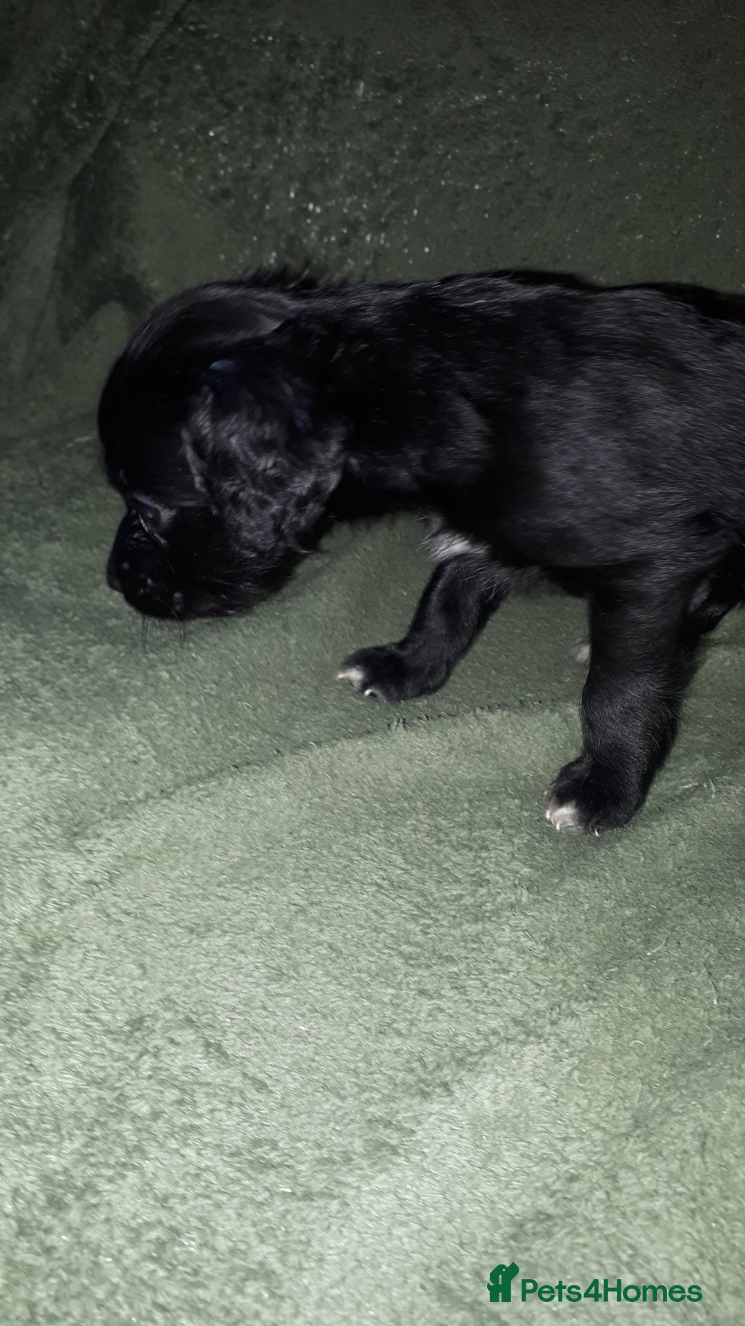 Cockapoo dogs for sale: F2b cockapoo puppies - Image 14