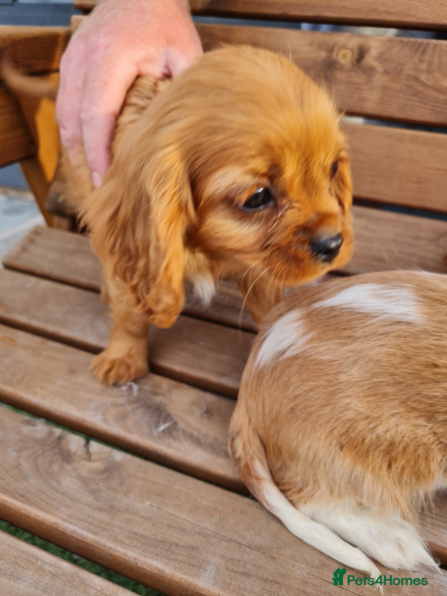 Cavalier King Charles Spaniel dogs for sale: Exquisite cavalier spaniel puppies  - Advert 7