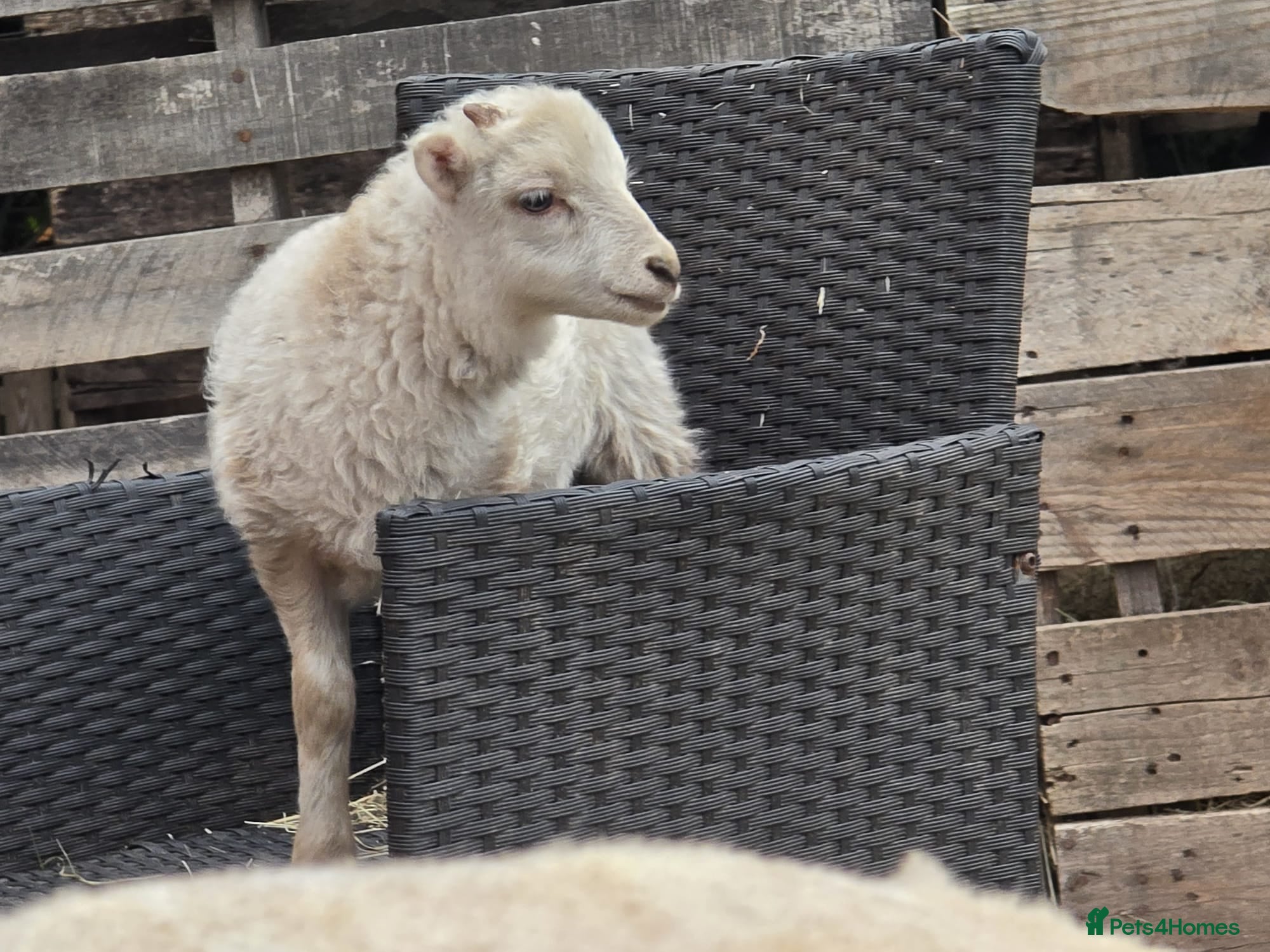 Sheep livestock Registered Ouessant ewes with lambs at foot  - Advert 18