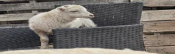 Sheep livestock for sale: Registered Pedigree Ouessant ewes, wethers, lambs - Advert 2