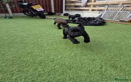 Labrador Retriever dogs for sale: Labrador pups - Image 5