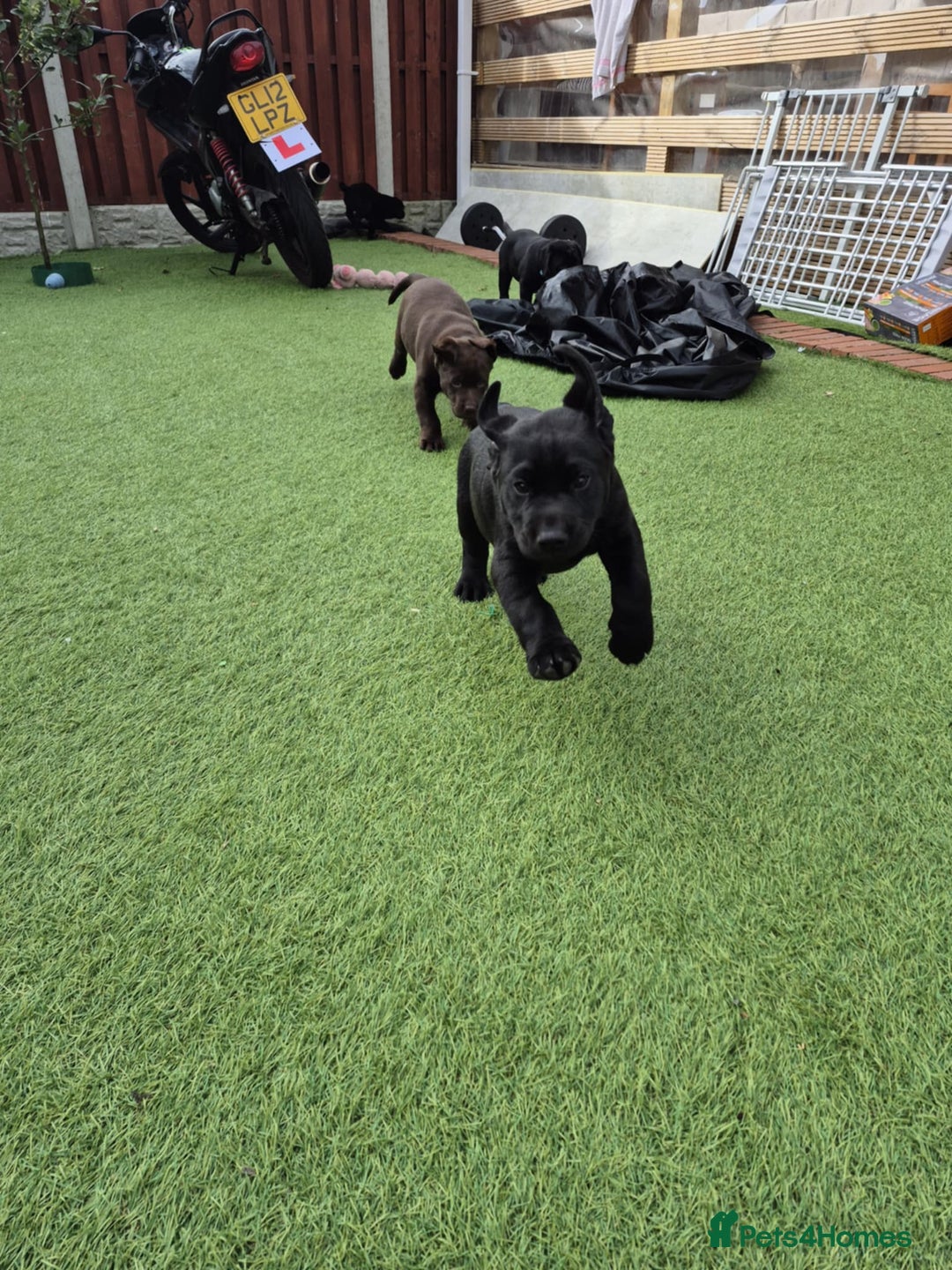 Labrador Retriever dogs for sale: Labrador pups - Image 5
