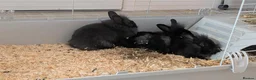 Lionhead rabbits for sale: 9 week old Lionheads  - Advert 3