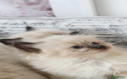 Ragdoll cats for sale: INDOOR FULL PEDIGREE RAGDOLL KITTENS - Image 38