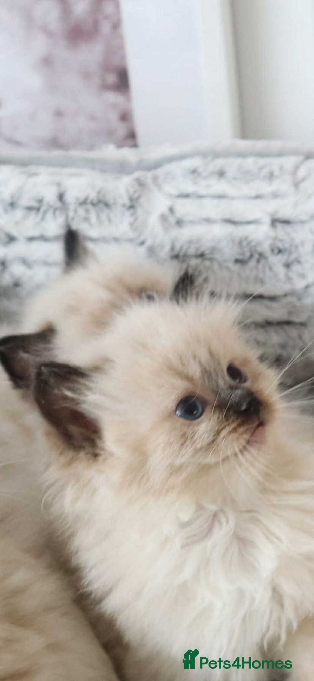 Ragdoll cats for sale: INDOOR FULL PEDIGREE RAGDOLL KITTENS - Image 38