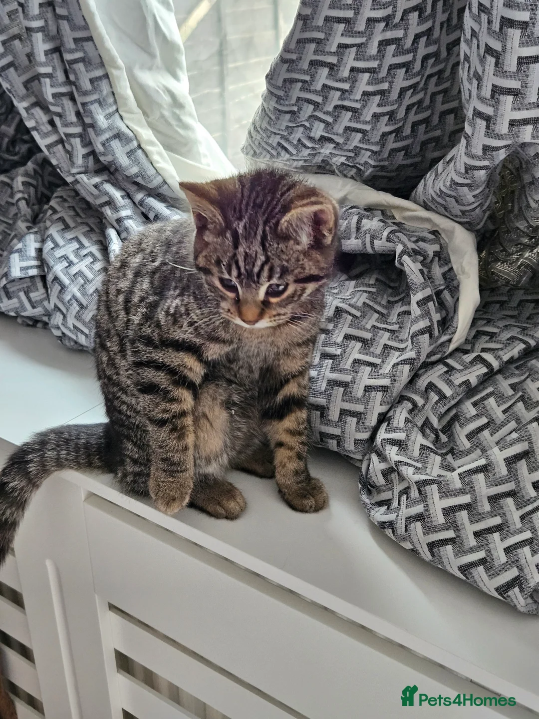 Mixed Breed cats for sale: 2 Female Kittens 4 months old - Advert 7