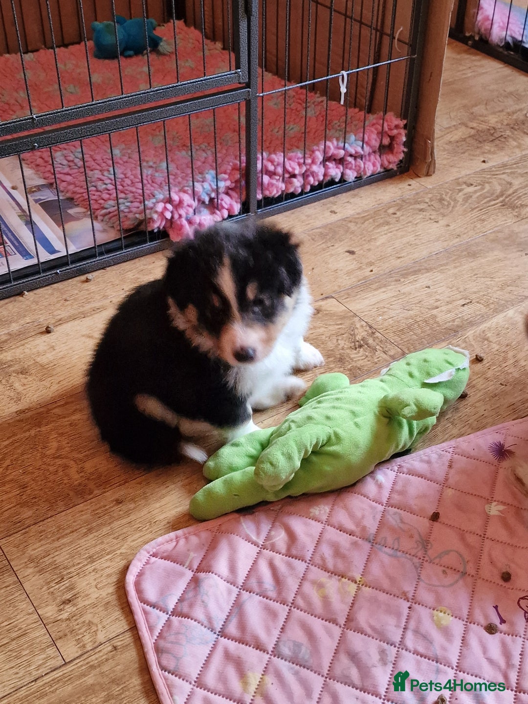 Shetland Sheepdog dogs for sale: Tri-colour puppy boy - Image 4