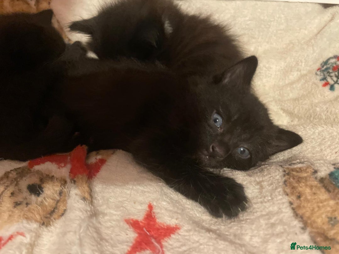 Mixed Breed cats for sale: Kittens - Advert 2