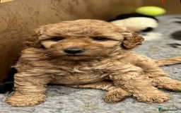 Miniature Poodle dogs for sale: Stunning Miniture Poodles - Image 23
