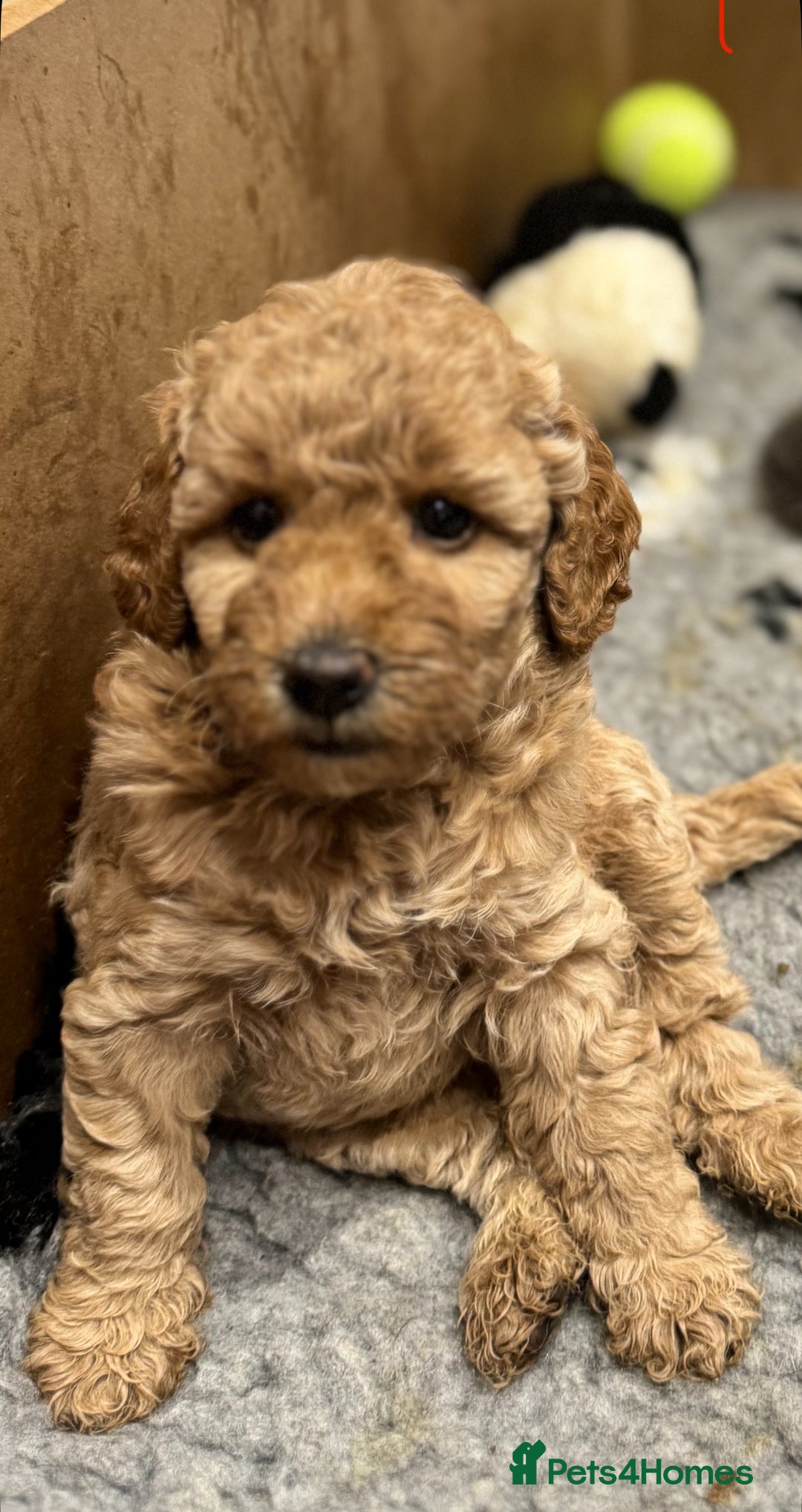 Miniature Poodle dogs for sale: Stunning Miniture Poodles - Image 23