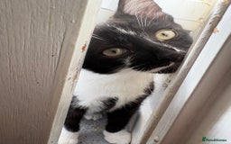 Bombay cats for sale: Milkshake and shadow - Image 5