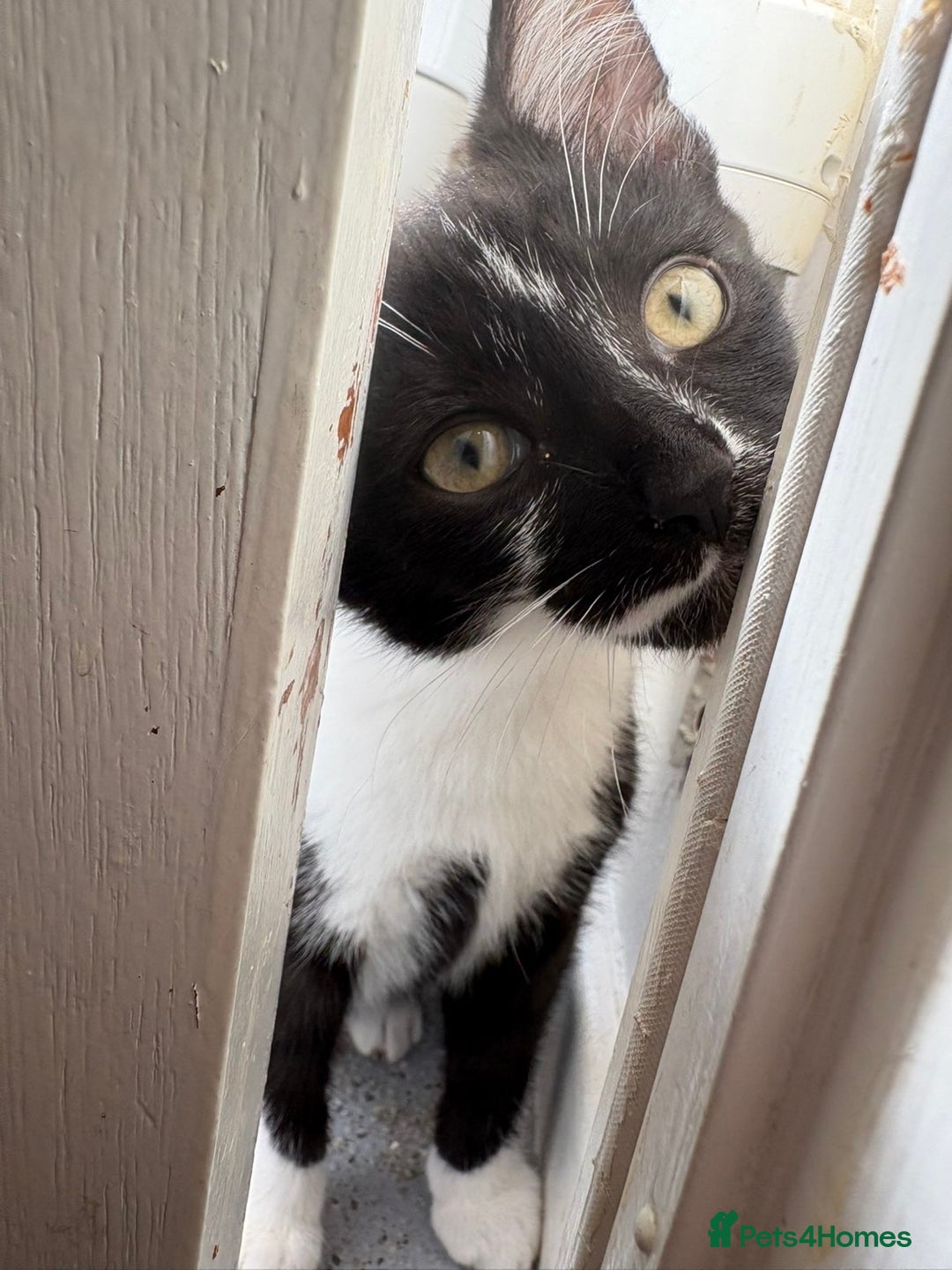 Bombay cats for sale: Milkshake and shadow - Image 5