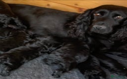Cockapoo dogs for sale: F1 cockapoo puppies - Image 19