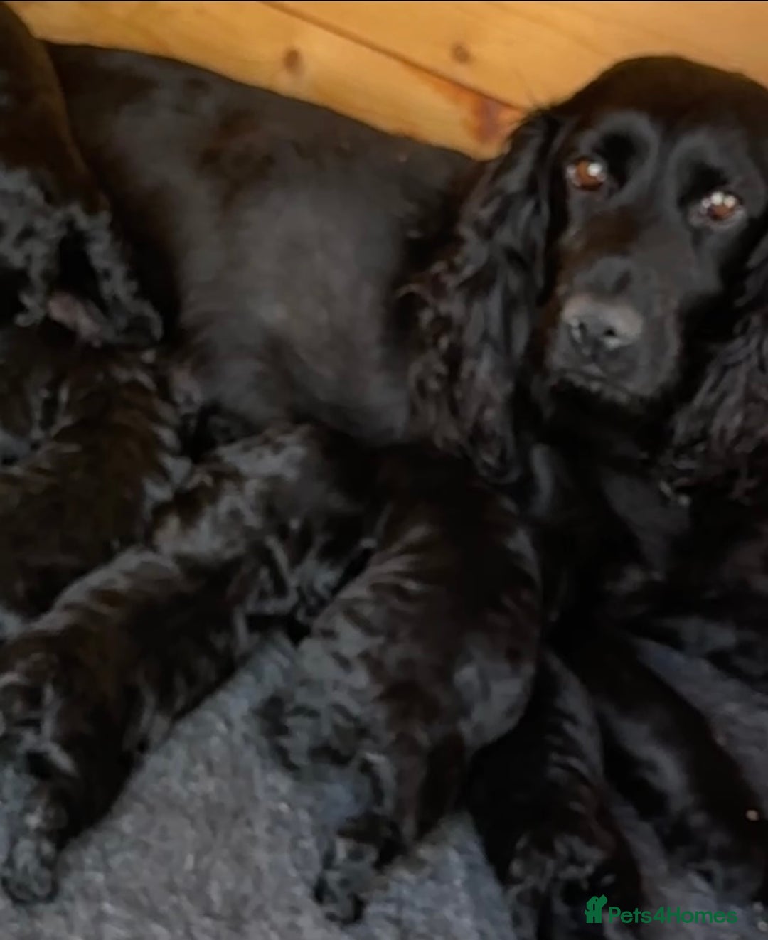 Cockapoo dogs for sale: F1 cockapoo puppies - Image 19