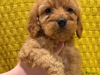 Cockapoo dogs 1 beautiful female cockapoo puppy available - Advert 9