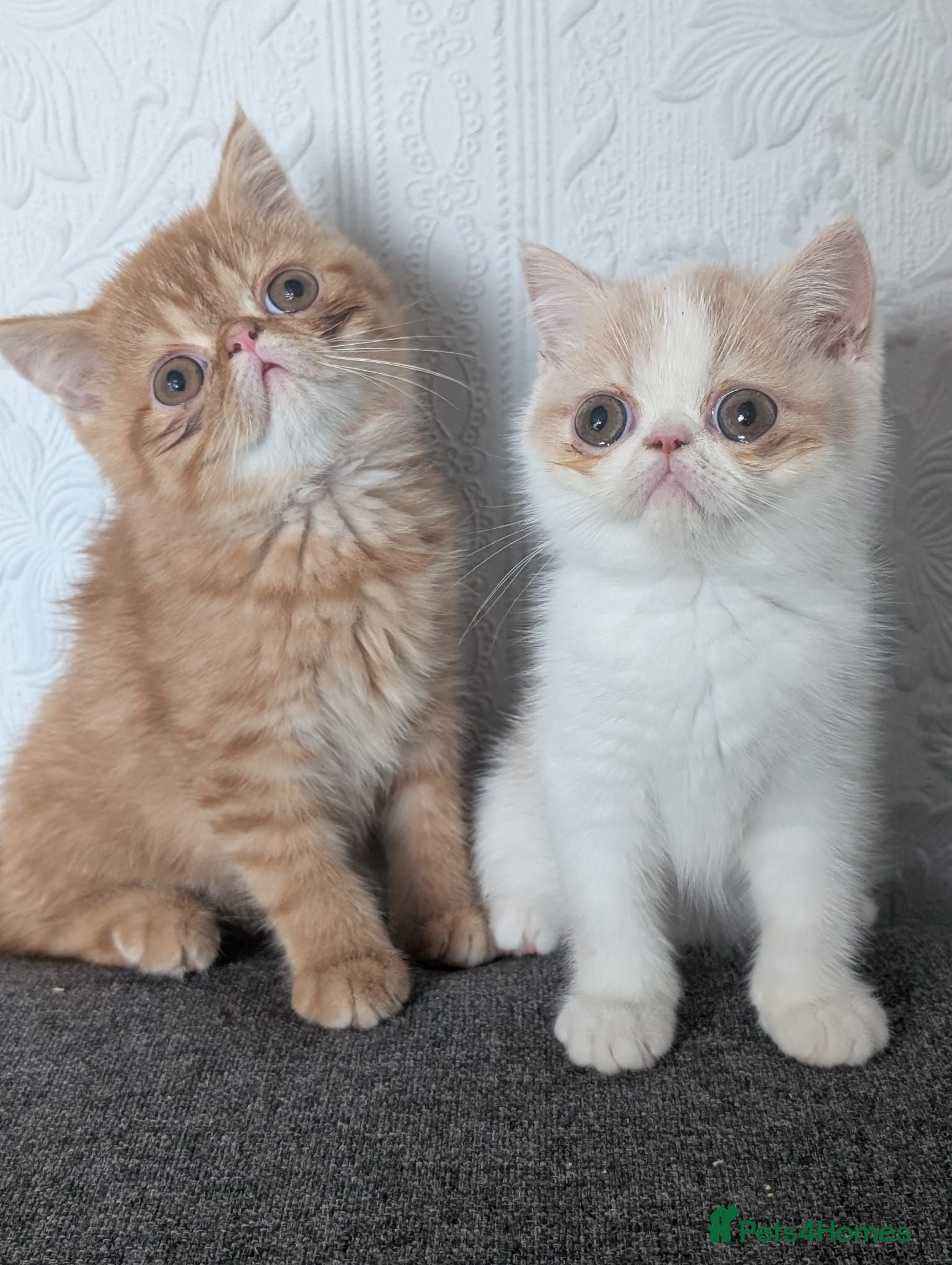 Persian cats 🐾 Beautiful Persian Kittens 🐾 - Advert 2