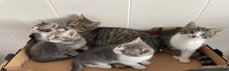 Mixed Breed cats for sale: Beautiful Tabby Kittens  - Advert 2
