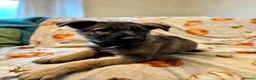 German Shepherd dogs for sale: 9 German shepherd puppies - Advert 10