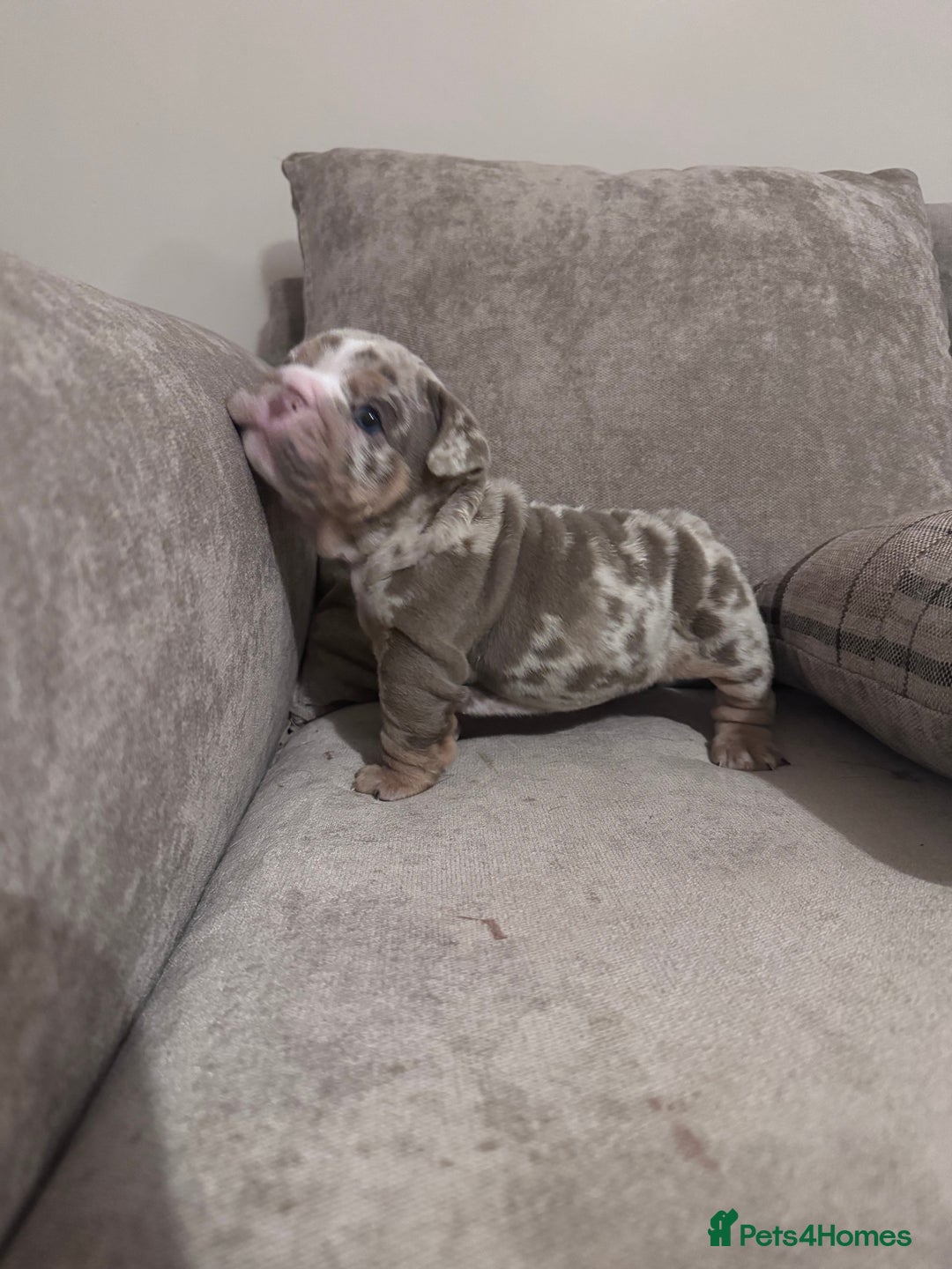 English Bulldog dogs for sale: English Bulldogs ready to leave 10/12/25  - Advert 28