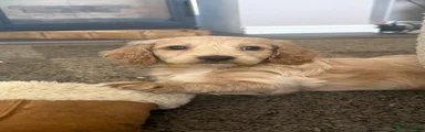 Cockapoo boy