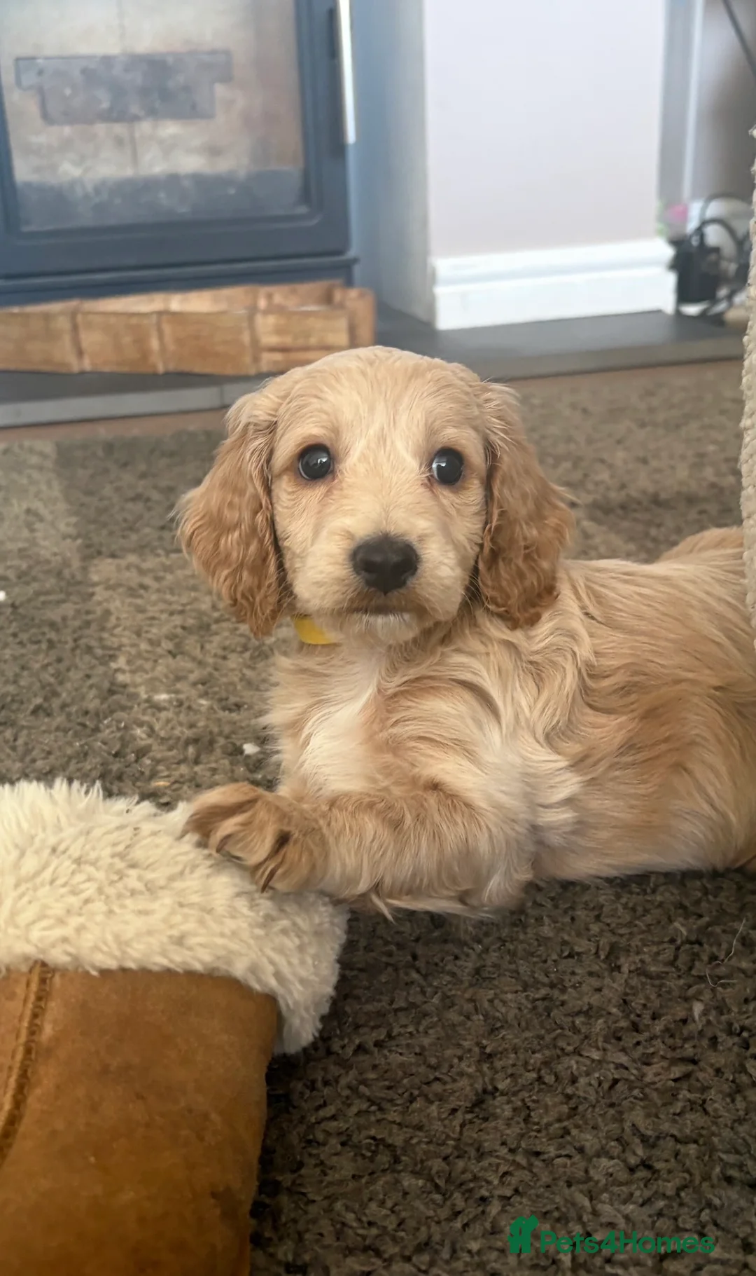 Cockapoo dogs for sale: Last cockapoo boy apricot Merle in Leek - Advert 1