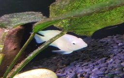 Other/Mixed Breed fish for sale: Blue Texas Cichlid & Platinum Polar Parrot Cichlid - Image 10