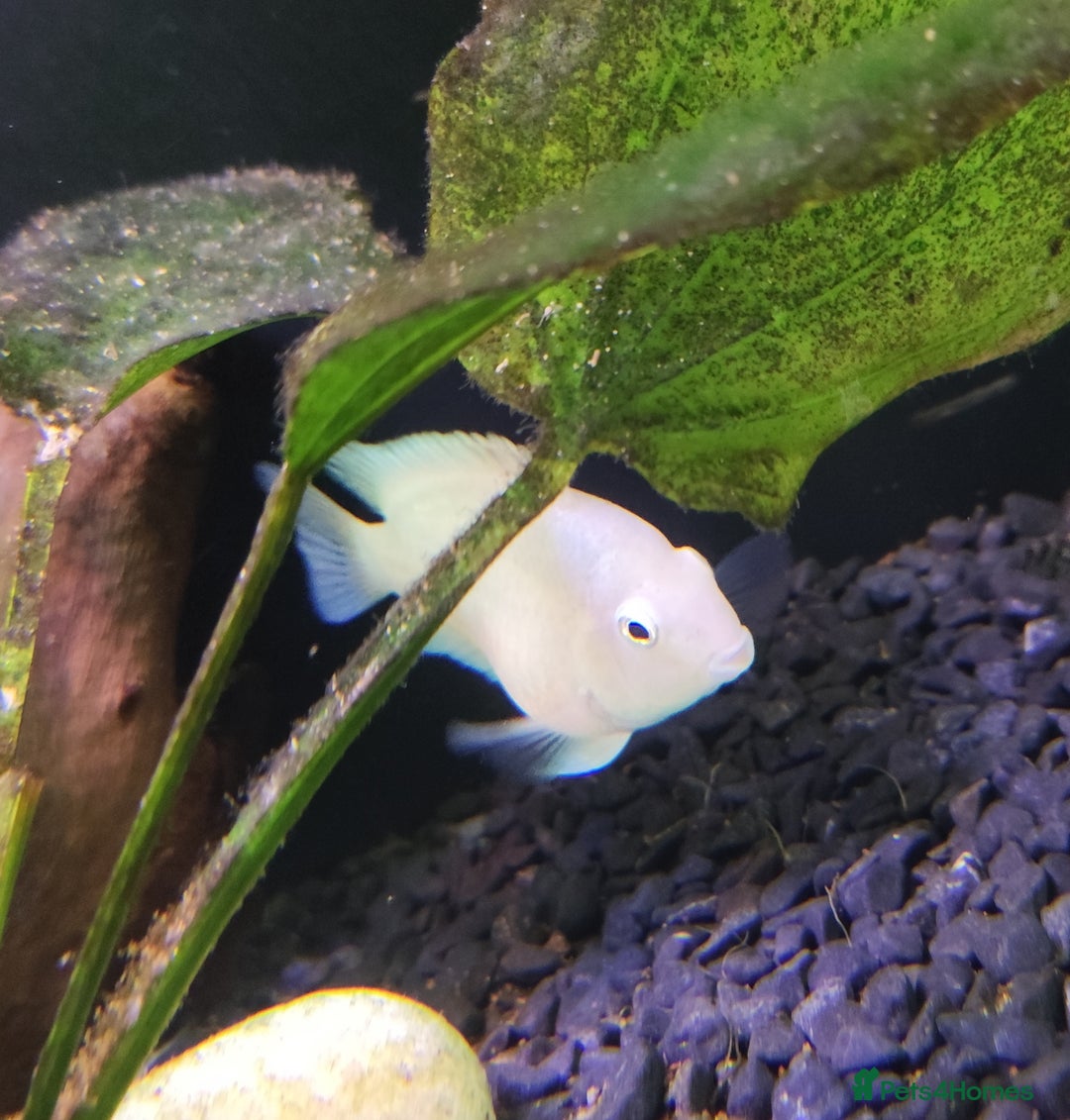 Other/Mixed Breed fish for sale: Blue Texas Cichlid & Platinum Polar Parrot Cichlid - Image 10