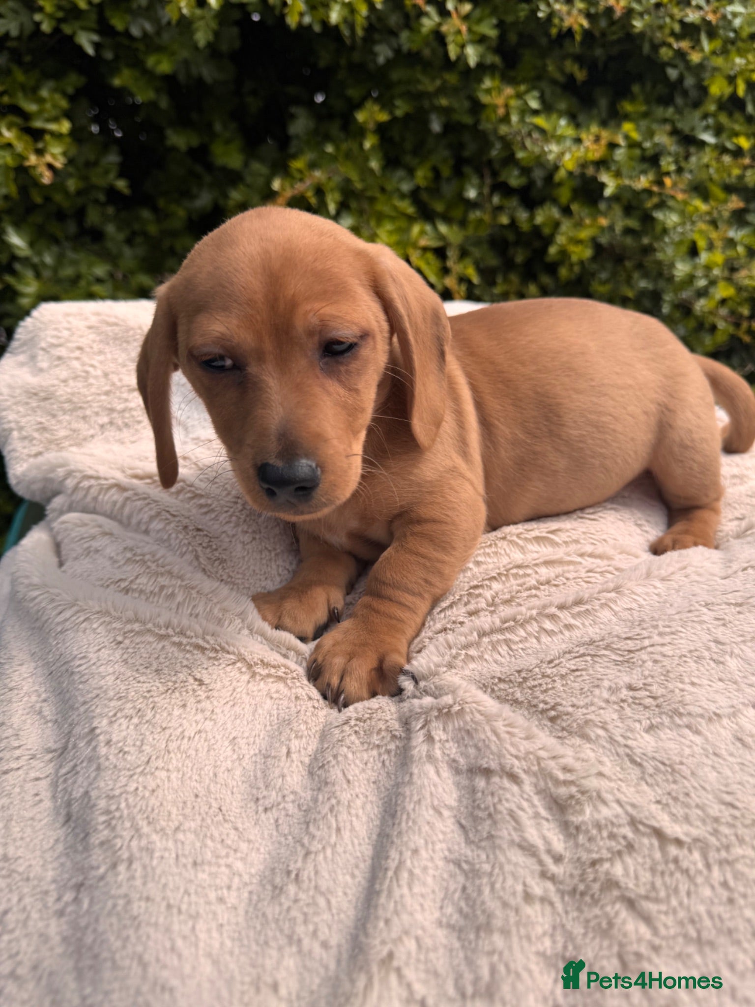 Jackshund dogs Dachshund X Jack Russell Puppies JACKSHUNDS  - Advert 2