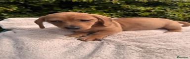 Jackshund 2