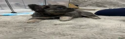 French Bulldog dogs for sale: Visual fluffy French bulldog pups  - Advert 7