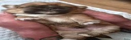 Shih Tzu dogs for sale: 4 SHIH TZU PUPPIES FOR SALE  in Grimsby - Advert 3