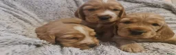 Cocker Spaniel dogs for sale: 3 golden Cocker Spaniels  - Advert 5
