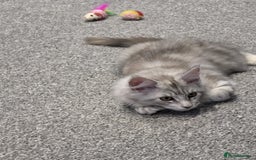 Maine Coon cats for sale: 💕5 TICA registered DNA CLEAR💕  - Image 19