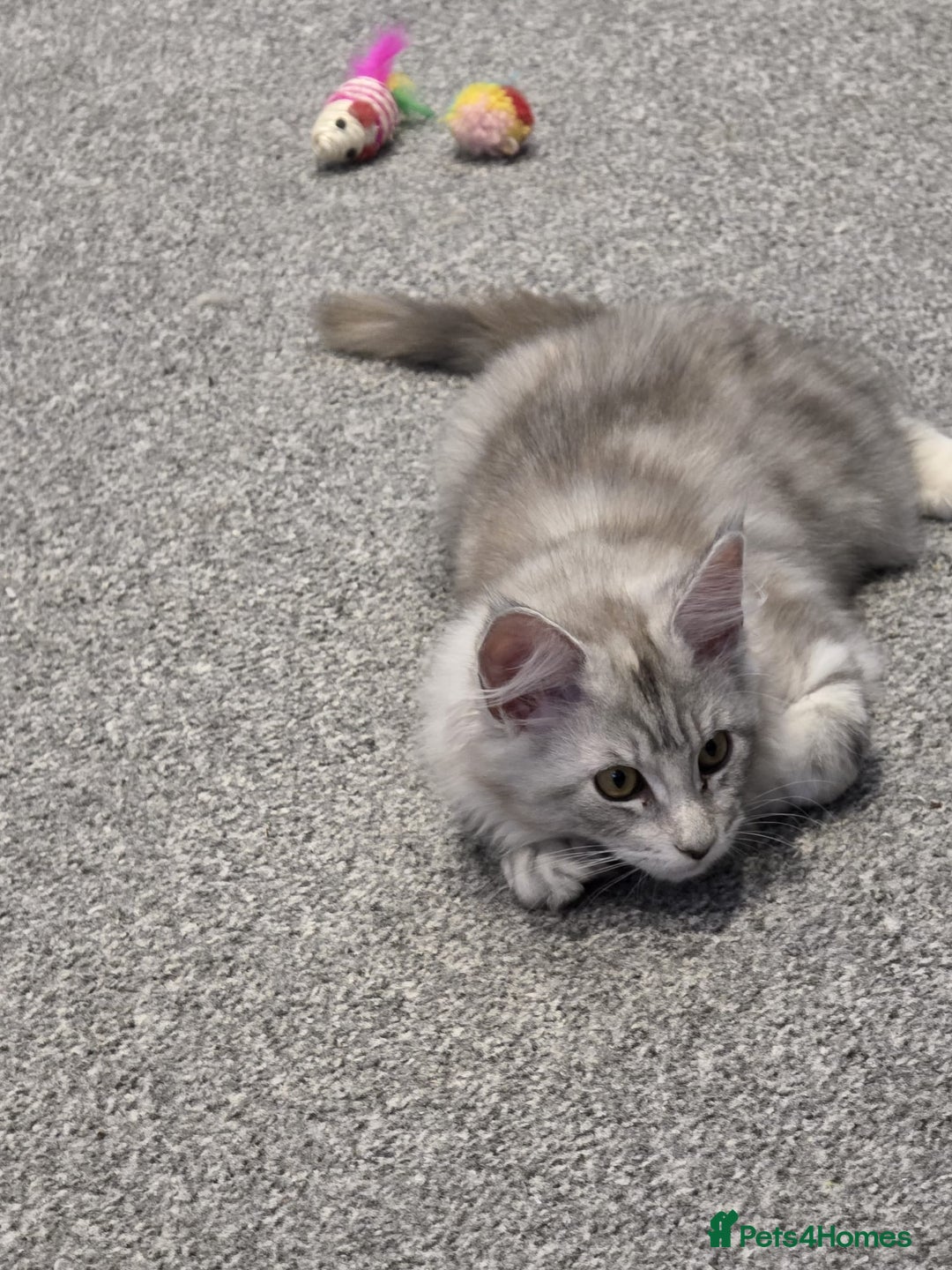 Maine Coon cats for sale: 💕5 TICA registered DNA CLEAR💕  - Image 19