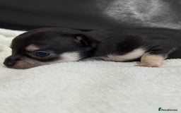 Chihuahua dogs for sale: Chihuahua Puppies - Image 4