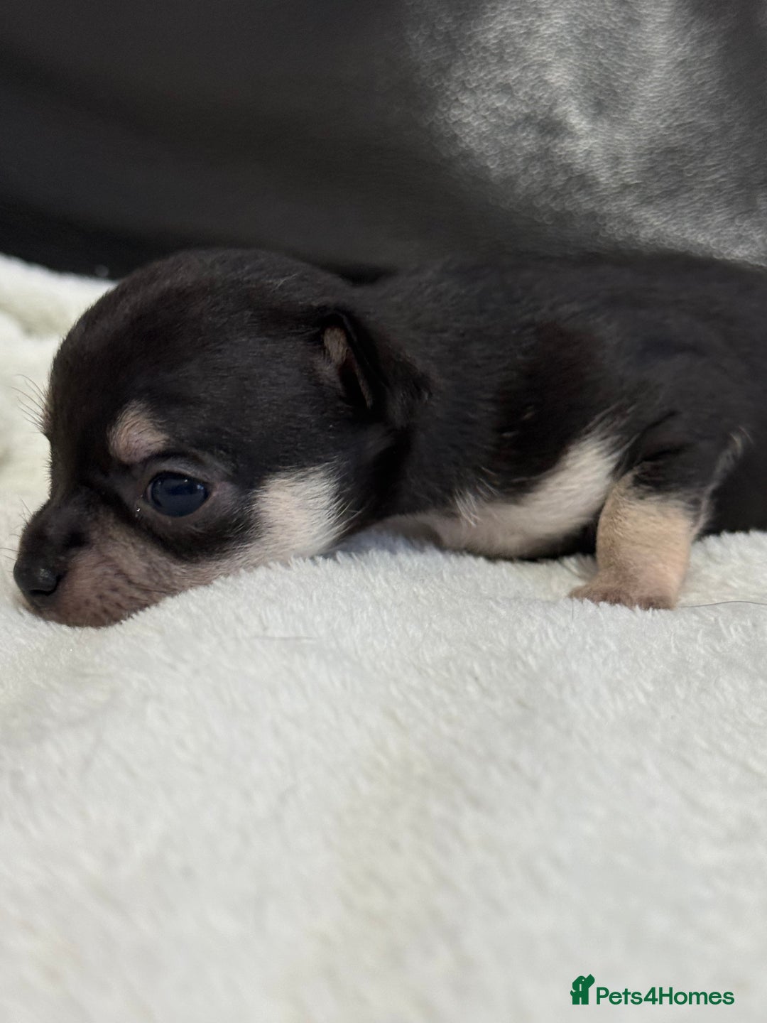 Chihuahua dogs for sale: Chihuahua Puppies - Image 4