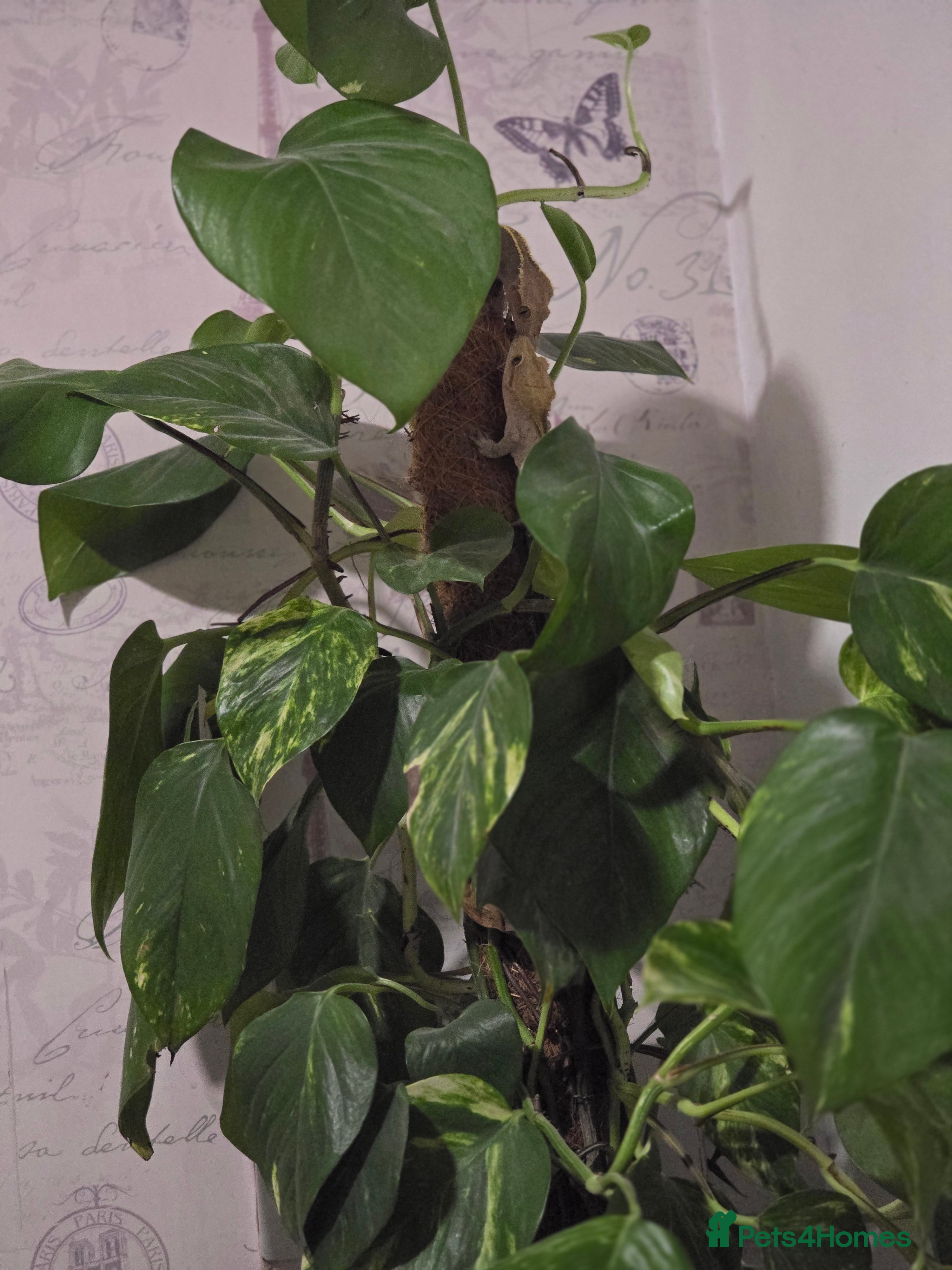 Gecko reptiles Breading pair of crested geckoes  in Witney - Advert 1