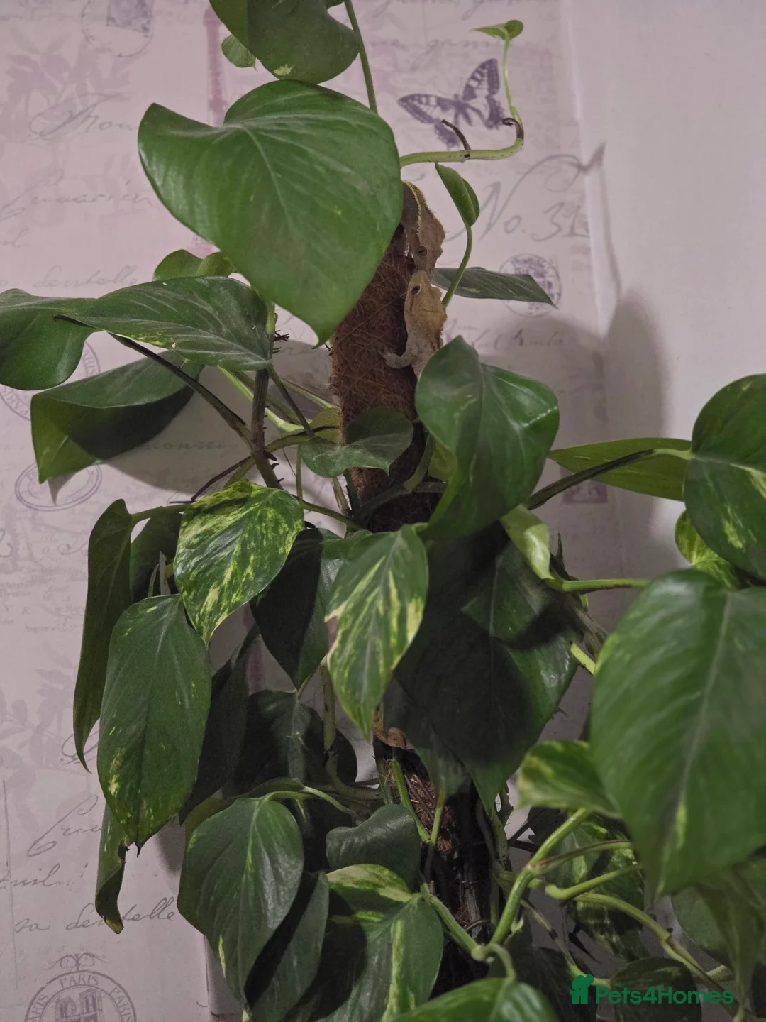 Gecko reptiles for sale: Breading pair of crested geckoes  in Witney - Advert 1