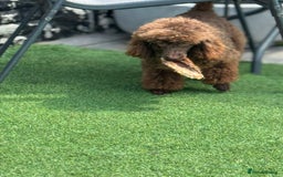 Miniature Poodle dogs for sale: DNA H/Tested Miniature poodle  - Image 23