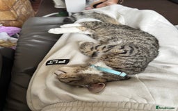 Mixed Breed cats for sale: Biscuit  - Image 2