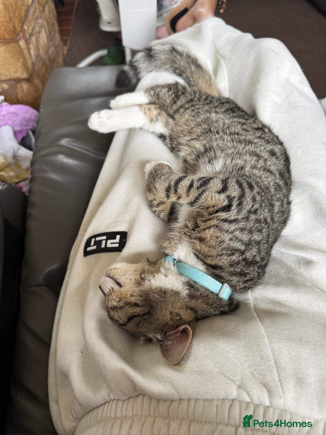 Mixed Breed cats for sale: Biscuit  - Image 2