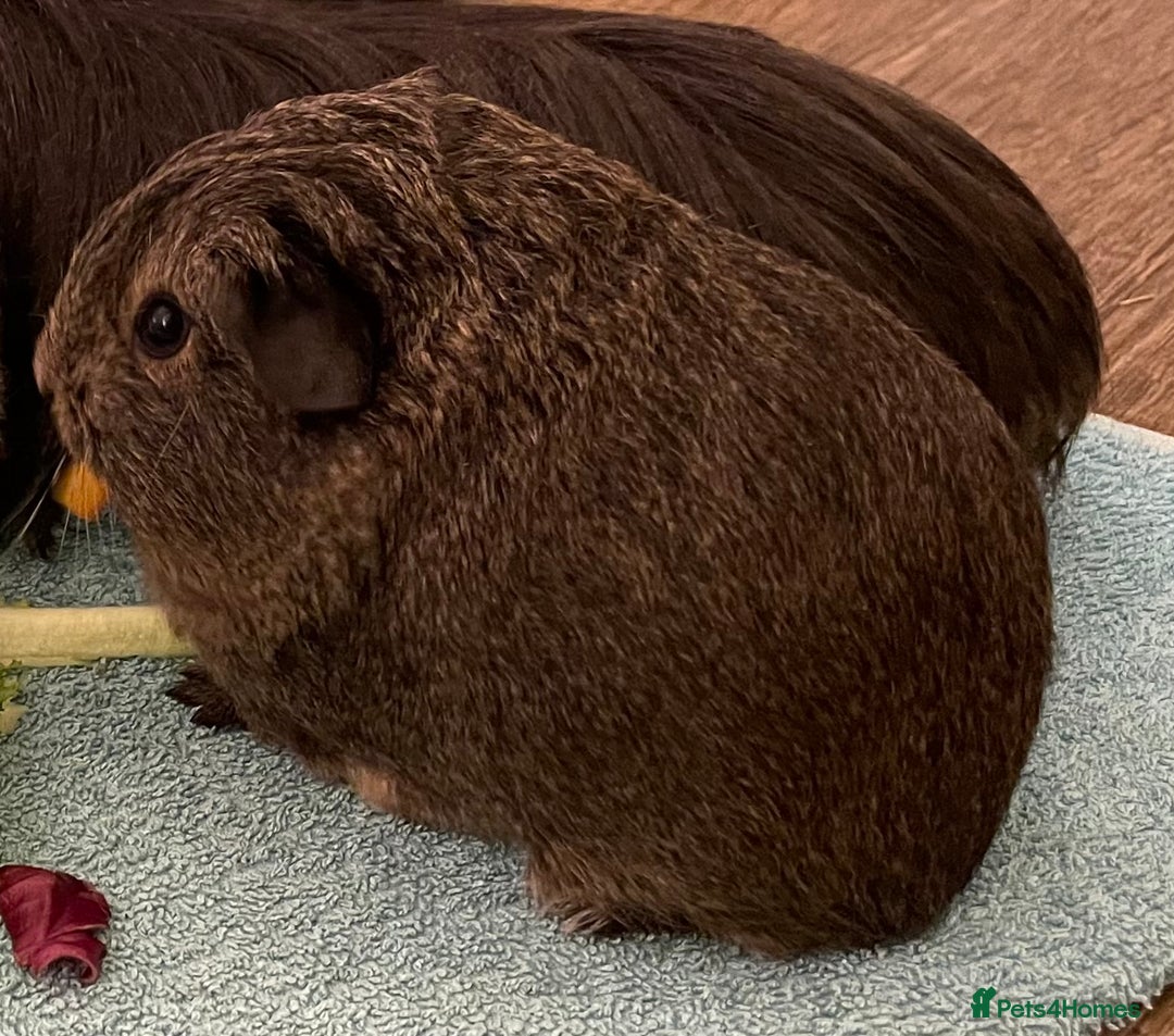 Guinea Pig rodents for sale: Bonded pair of female guinea pig pups - Advert 4