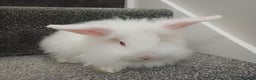 Lionhead rabbits for sale: White Male Lionhead Rabbit. 10 weeks old.  - Advert 7