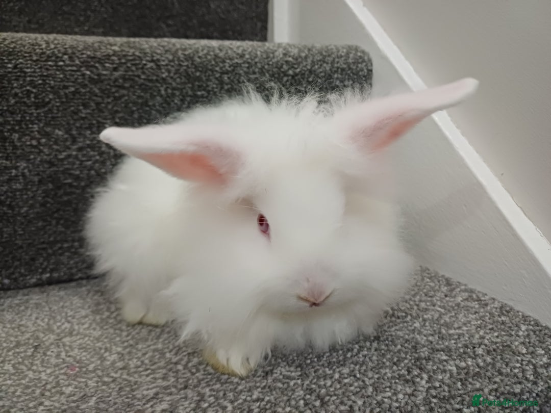 Lionhead rabbits for sale: White Male Lionhead Rabbit. 10 weeks old.  - Advert 7