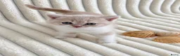 British Shorthair cats for sale: Beautiful British Shorthair Female Kitten 🐾🌸🌸🌸 - Advert 9